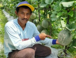 Cara Unik Petani Melon Ponorogo Jual Produknya, Tulis namamu di Buah Melonnya!