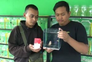 Demi Hobby, Pria Ini Tukarkan Emas Batangan Dengan Ikan Cupang