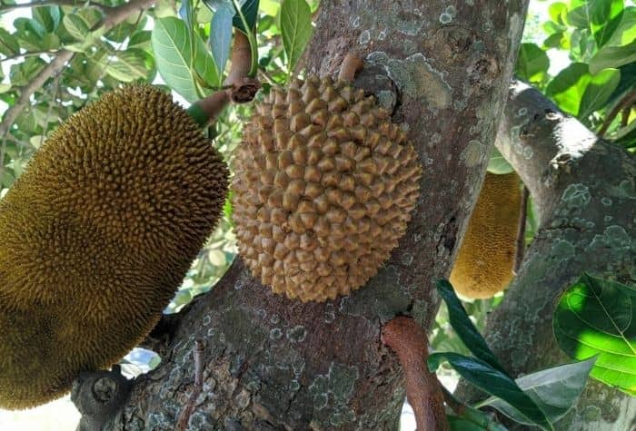 Pohon Nangka Berbuah Mirip Durian Viral di Ponorogo, Ini Cerita Pemiliknya