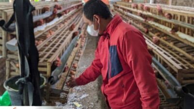 Mengaku Merugi, Peternak Ayam Petelur di Ponorogo Gadaikan BPKB Hingga Jual Ayam
