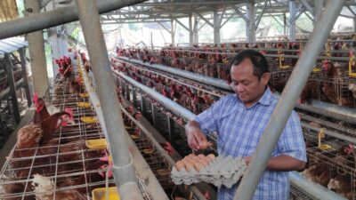 Lindungi Peternak Kecil, Sarmuji: Batasi Perusahaan Pakan Yang Terjun dalam Produksi Telur